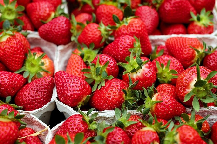 Grote Aardbeien  - volle grond fruit  - CoopSaam Essen